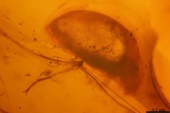 Media type: image;   Entomology PALE-19380